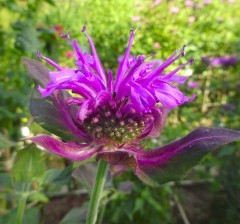 Monarda 'Andre Eve'